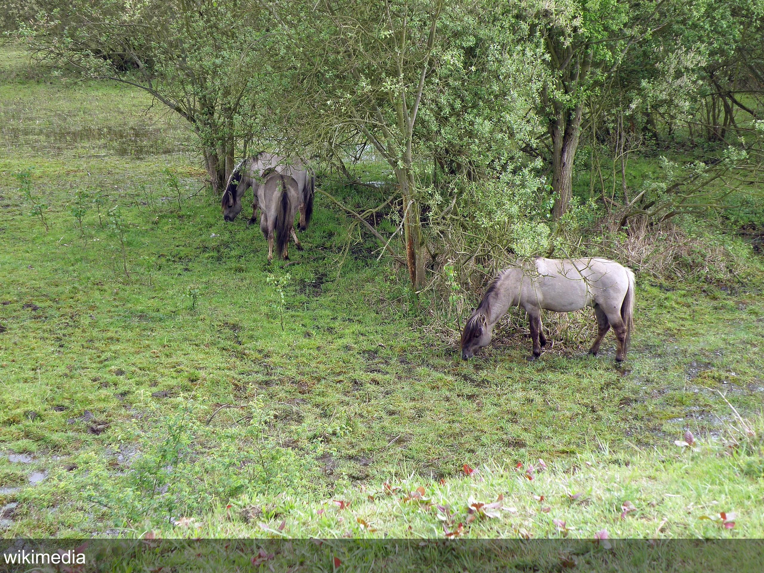 Antwerp's natural wonder