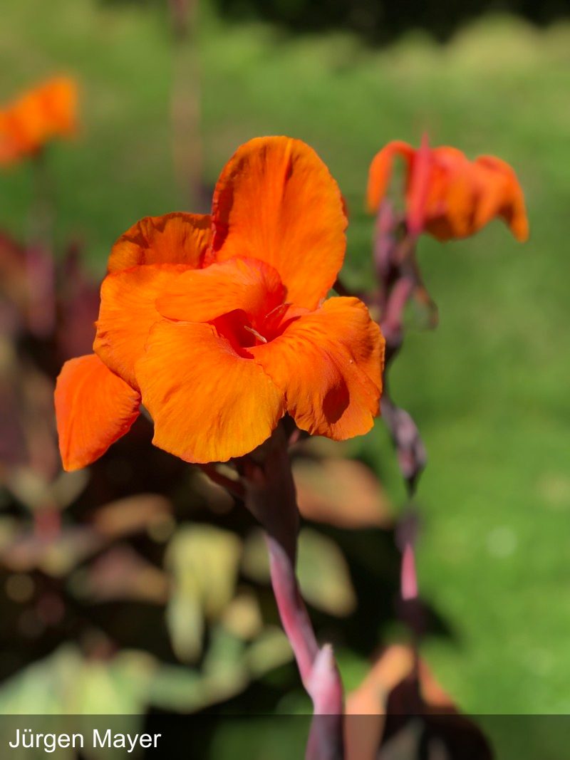 Überlinger Gartenzauber